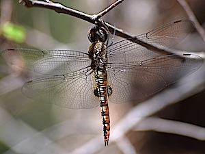 Spot-Winged Glider - Pantala hymenaea